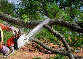 How Our Tree Care Process Works  in Thomasville, NC