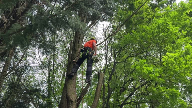 Best Lot and Land Clearing  in Thomasville, NC