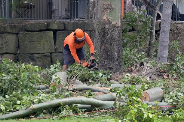 Best Storm Damage Tree Cleanup  in Thomasville, NC